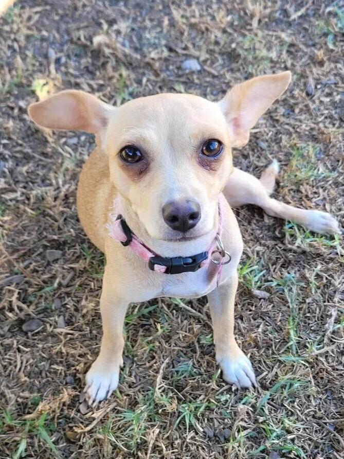 Enlarge Sakura, a Adoptable mixed breed in Mission Viejo, CA image 2/5