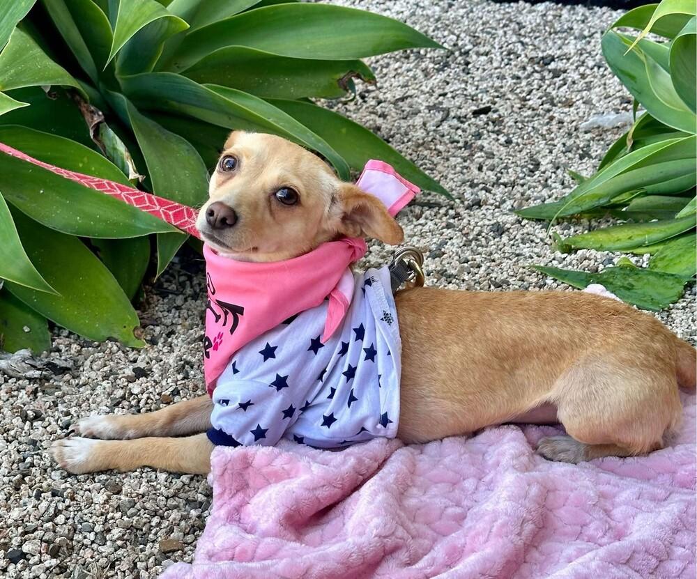 Enlarge Sakura, a Adoptable mixed breed in Mission Viejo, CA image 4/5