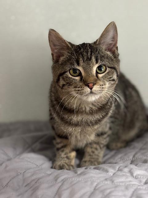 Enlarge Fred, an adopted Domestic Short Hair in Huntsville, AL image 1/1