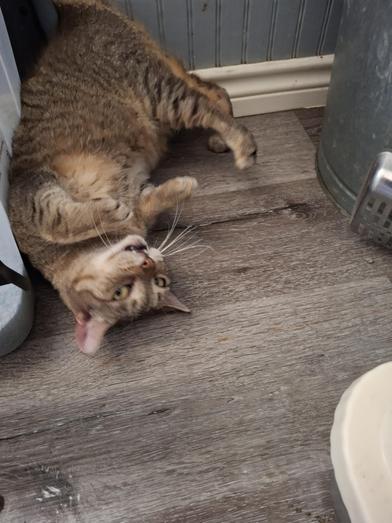 PeePie, Adult Male Tabby