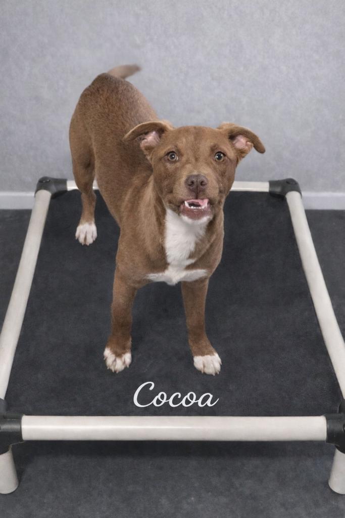 Cocoa, ADOPTABLE, Young Female Mixed Breed.