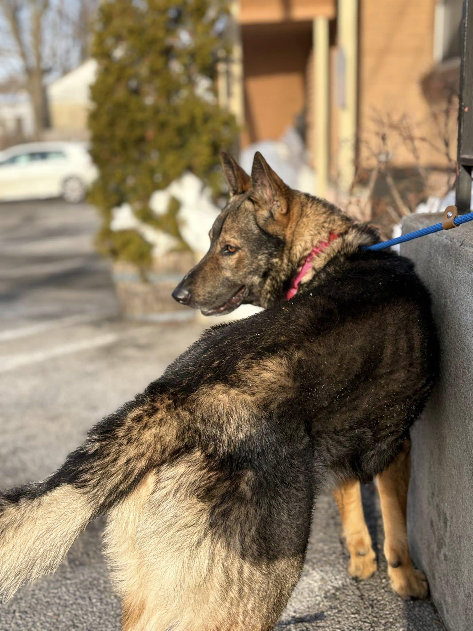 Enlarge Sarge, an adopted German Shepherd Dog in Ossining, NY image 3/3
