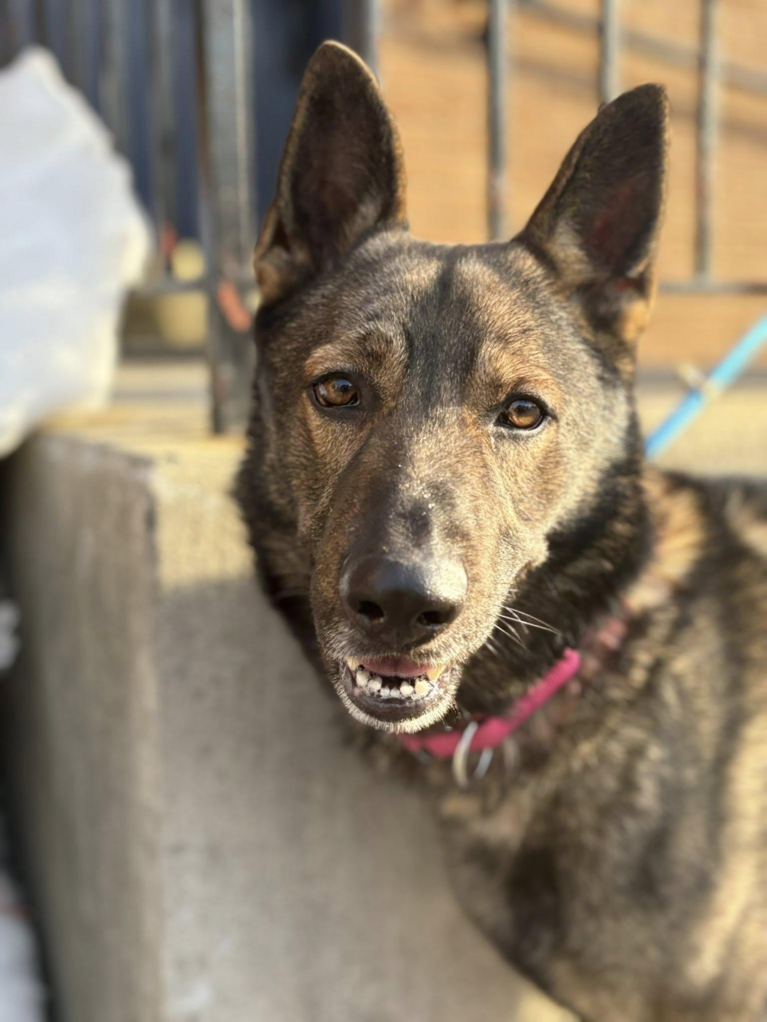 Enlarge Sarge, an adopted German Shepherd Dog in Ossining, NY image 1/3