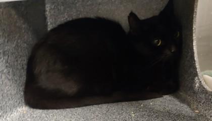 Spice, Adoptable, Adult Female Domestic Short Hair & Domestic Short Hair.
