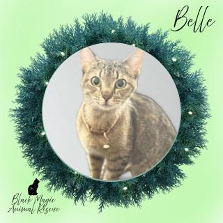 Enlarge Belle, a Adoptable Domestic Short Hair in Casa Grande, AZ image 1/2