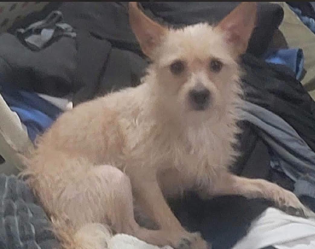 Jax, Adoptable, Adult Male Mixed Breed.