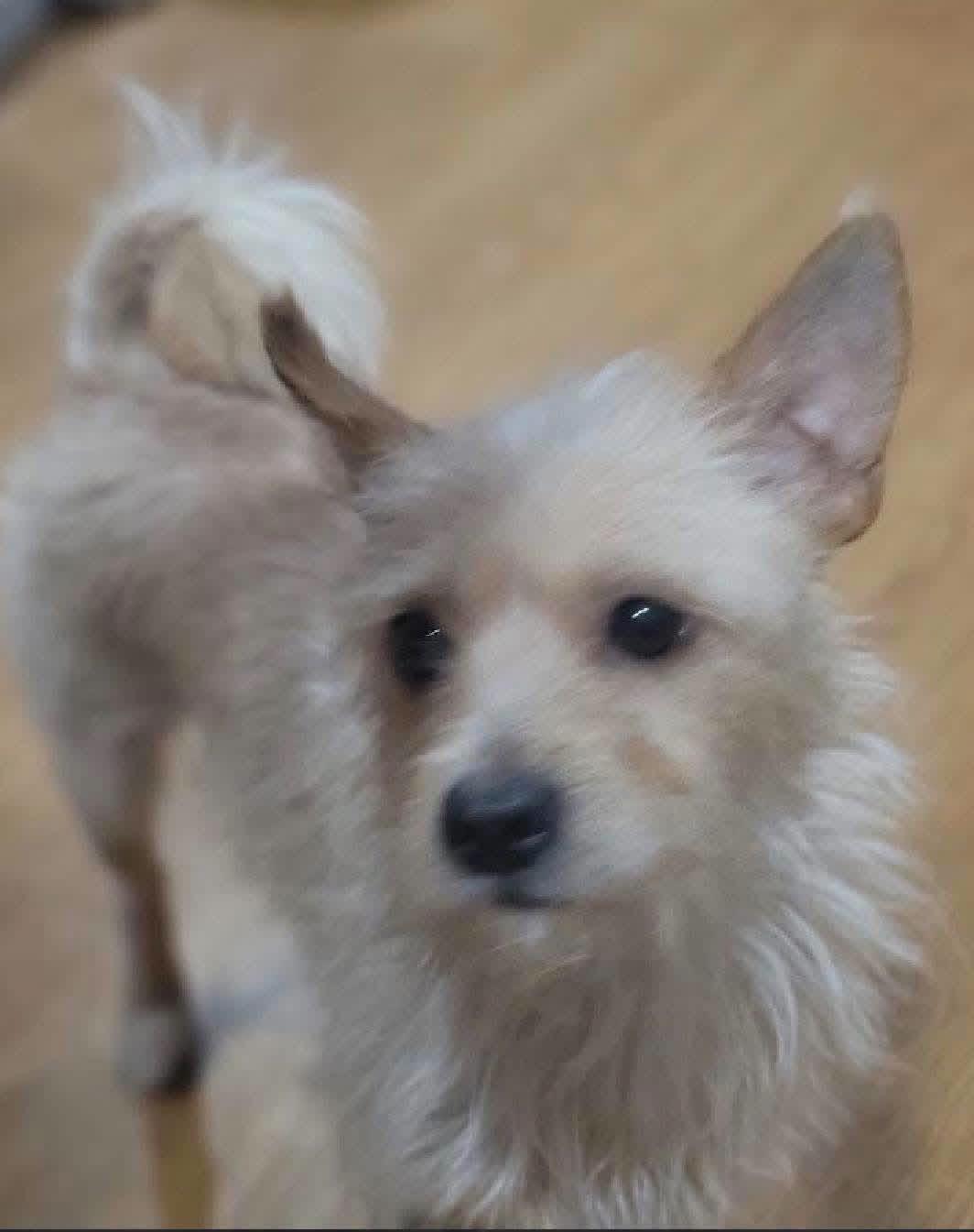 Enlarge Jax, a Adoptable Mixed Breed in Fountaintown, IN image 4/4