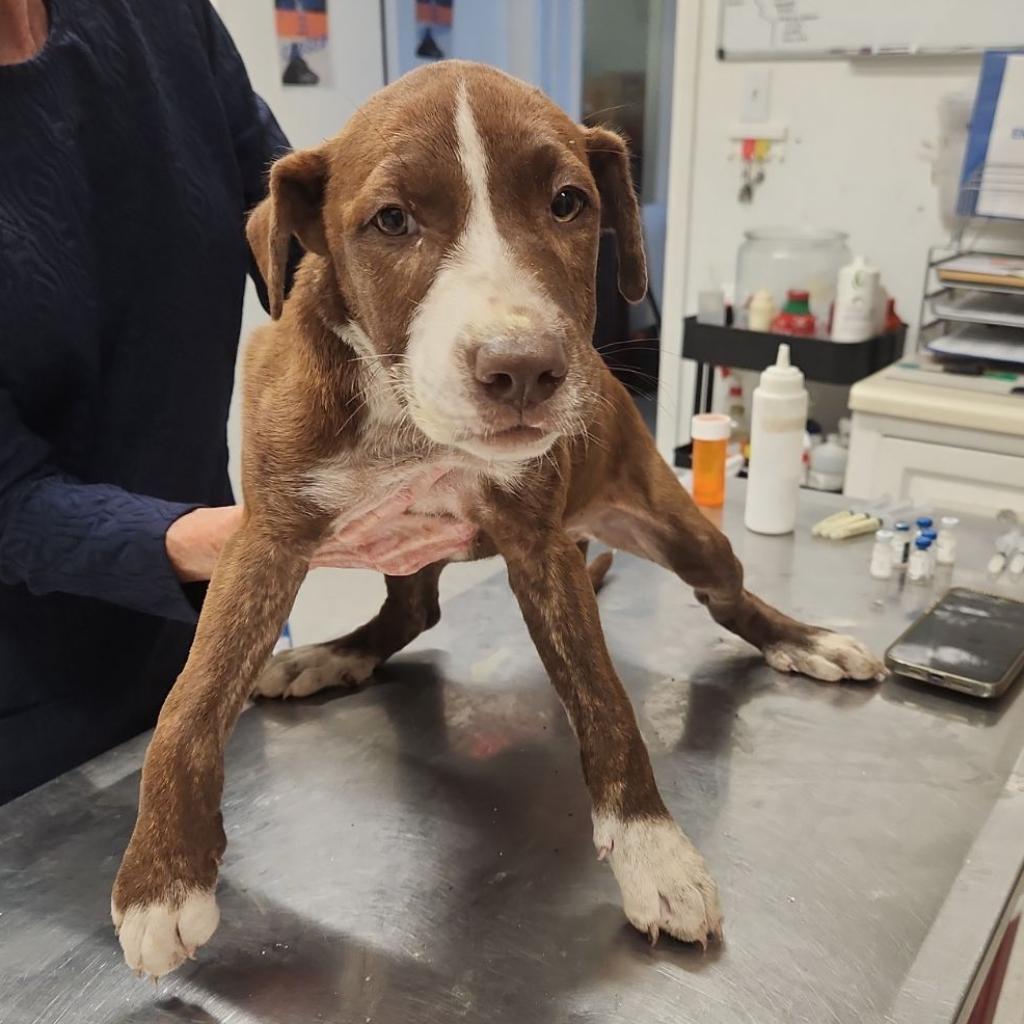 Mino, Adoptable, Adult Male Labrador Retriever & Terrier.