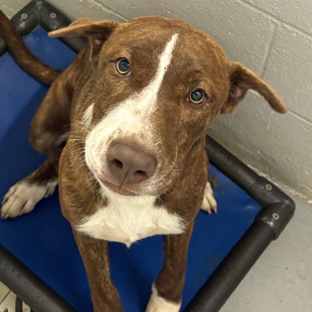 Enlarge Mino, a Adoptable mixed breed in Clarksdale, MS image 2/2