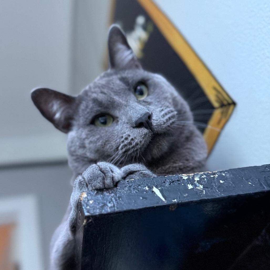 Crocket, Adoptable, Adult Male Domestic Short Hair.