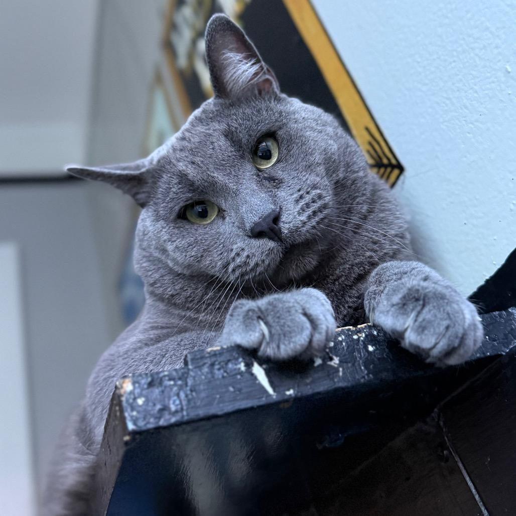 Enlarge Crocket, a Adoptable Domestic Short Hair in Los Angeles, CA image 2/4