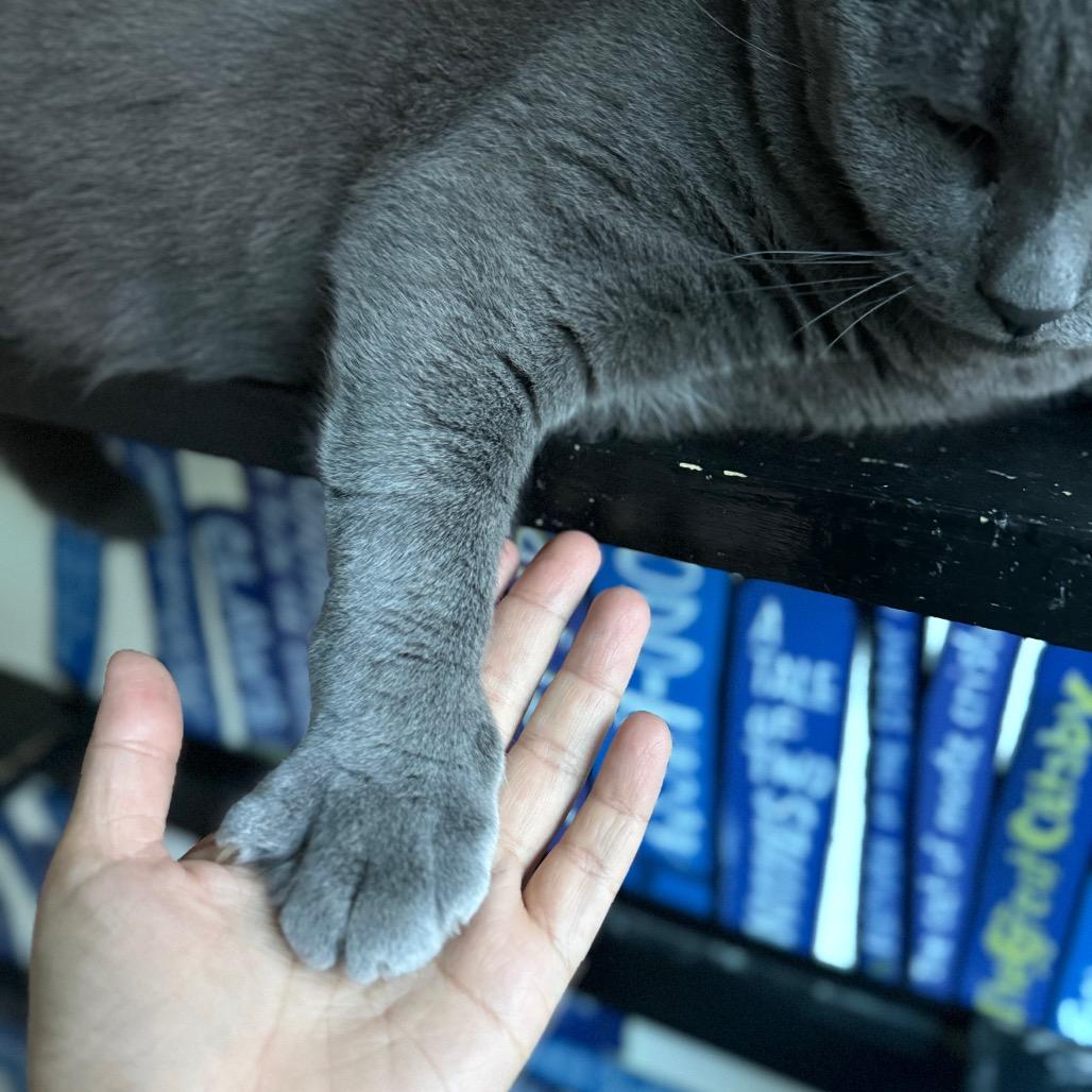Enlarge Crocket, a Adoptable Domestic Short Hair in Los Angeles, CA image 3/4