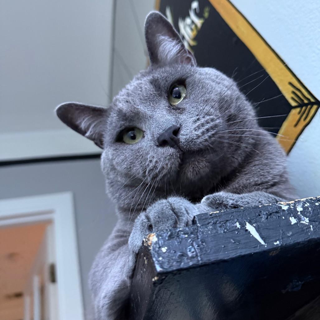 Enlarge Crocket, a Adoptable Domestic Short Hair in Los Angeles, CA image 4/4