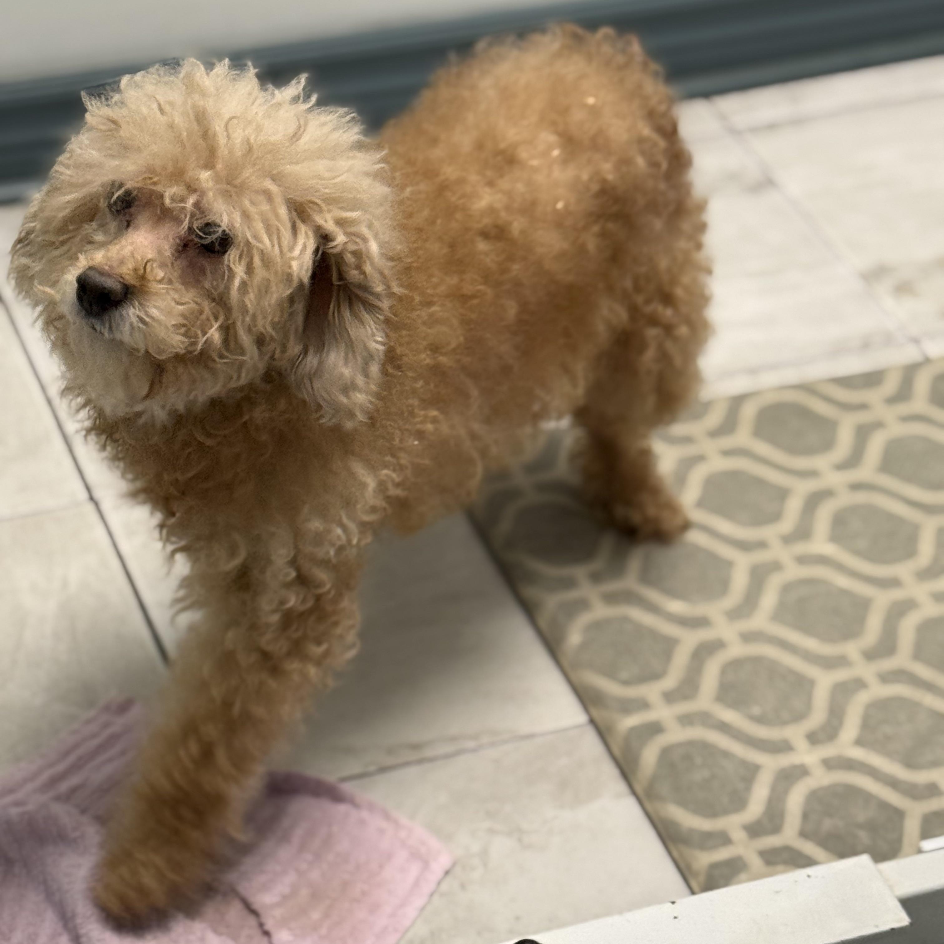 Blue, a Adoptable Miniature Poodle in Scarborough, ON image 2/6