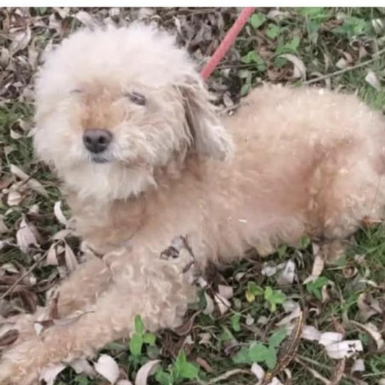 Blue, a Adoptable Miniature Poodle in Scarborough, ON image 5/6