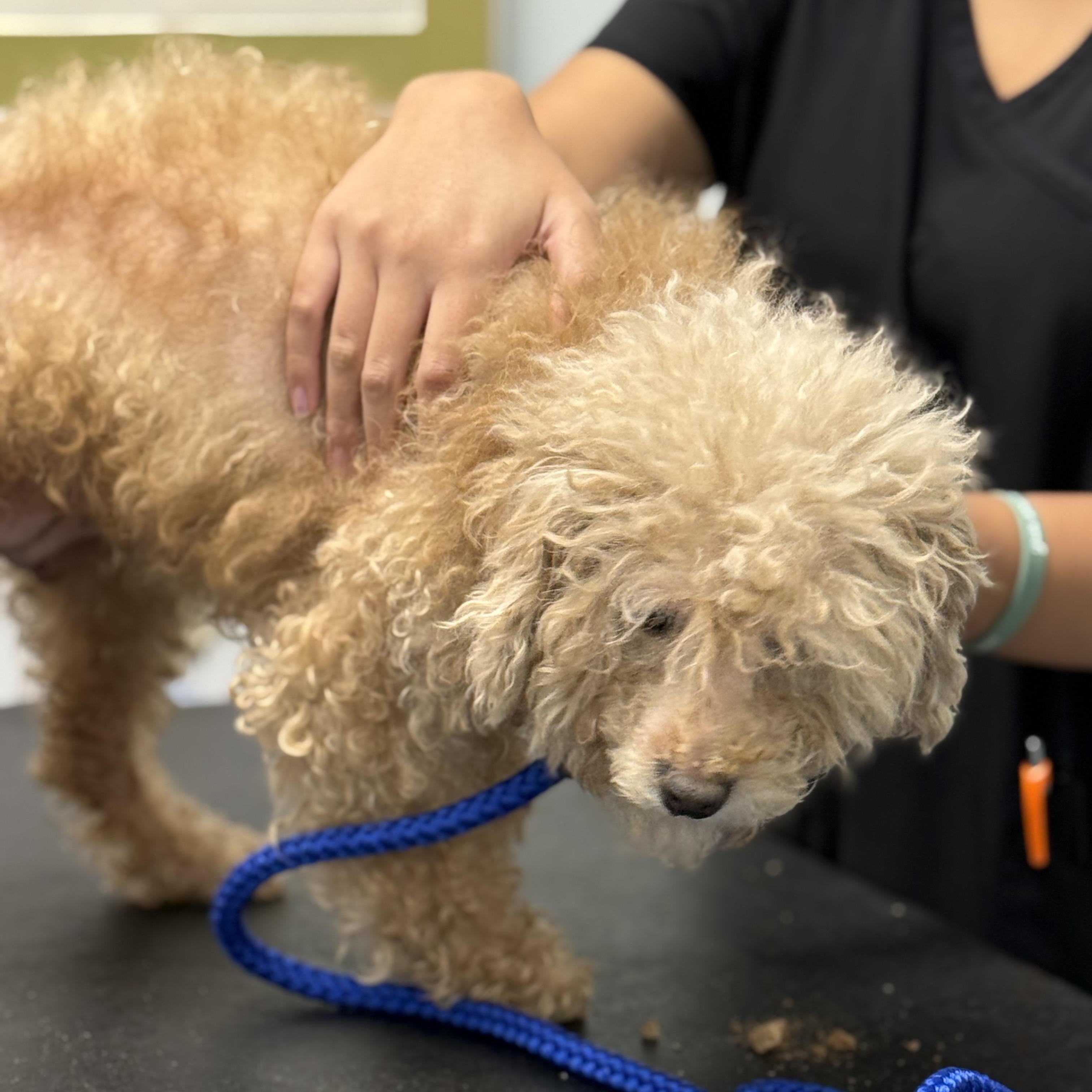 Blue, a Adoptable Miniature Poodle in Scarborough, ON image 4/6