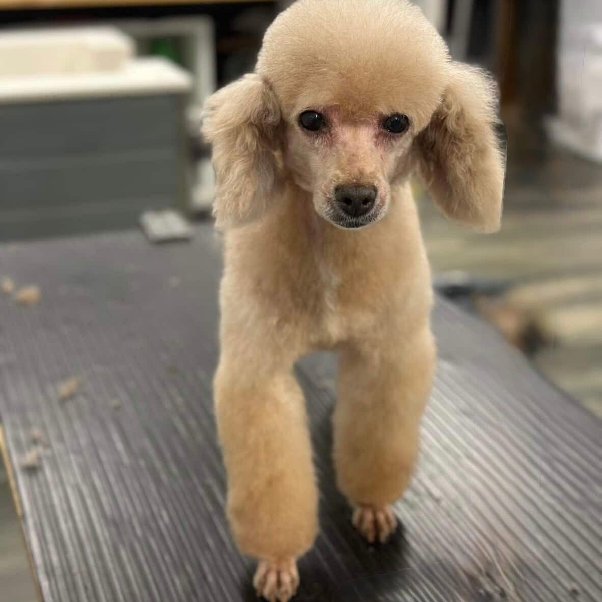 Blue, a Adoptable Miniature Poodle in Scarborough, ON image 1/6