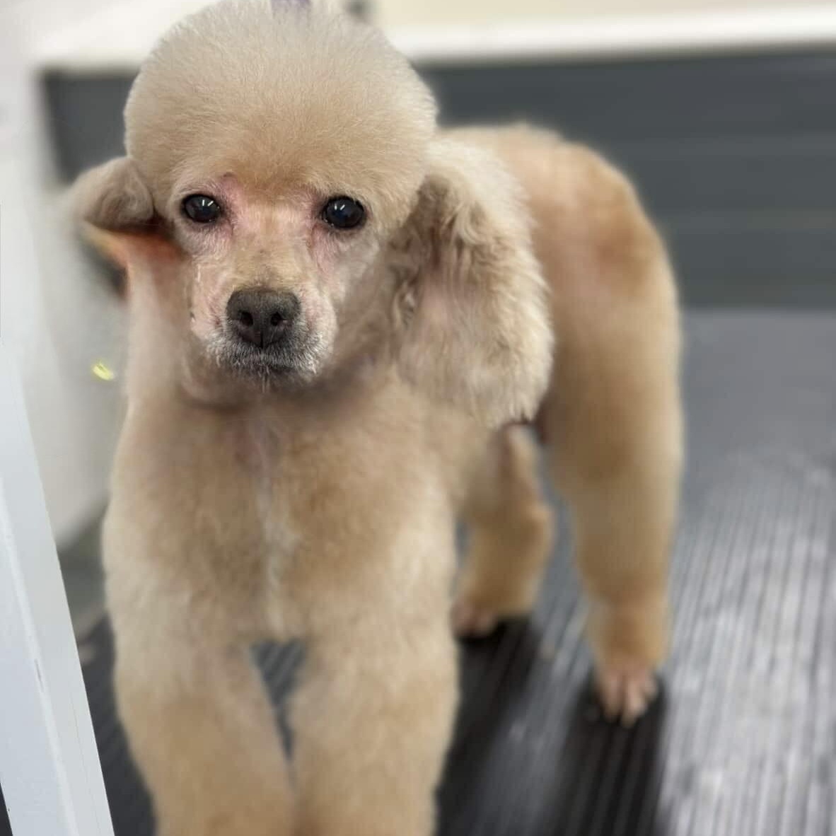 Blue, a Adoptable Miniature Poodle in Scarborough, ON image 3/6