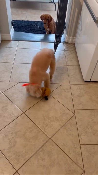 Enlarge Blue, a Adoptable Miniature Poodle in Scarborough, ON video 6/6