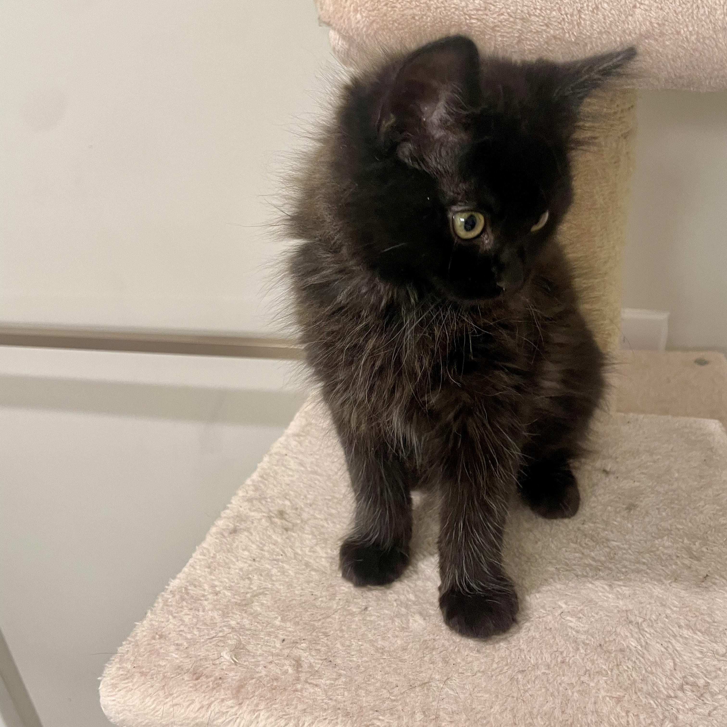 Enlarge Desear, an adopted Domestic Medium Hair in Richmond, VA image 4/5