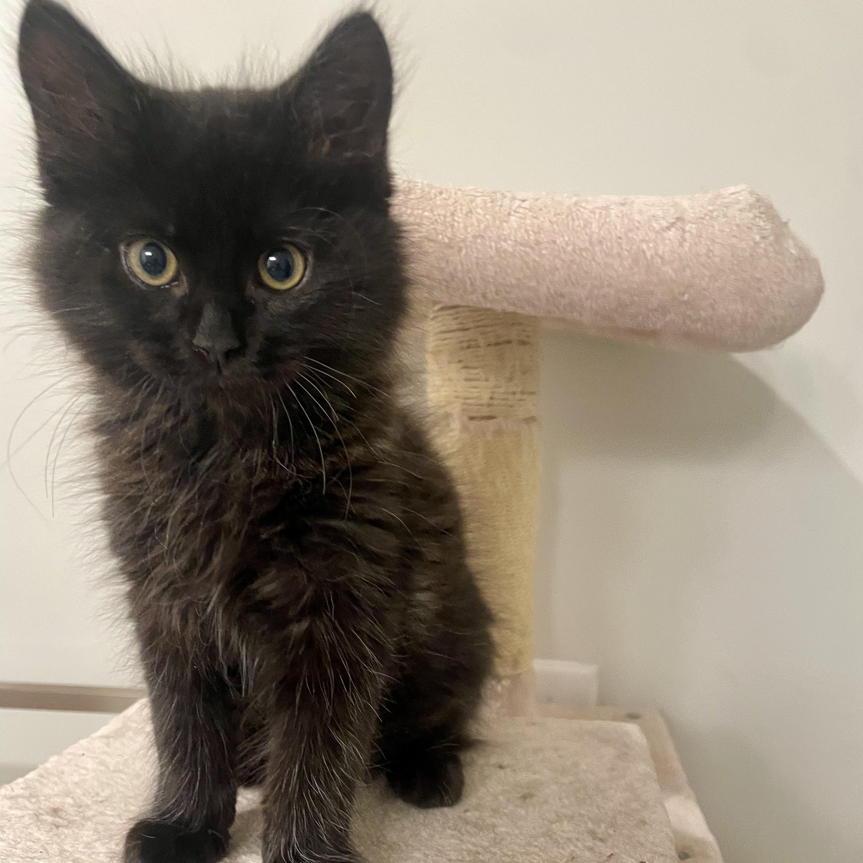 Enlarge Desear, an adopted Domestic Medium Hair in Richmond, VA image 5/5