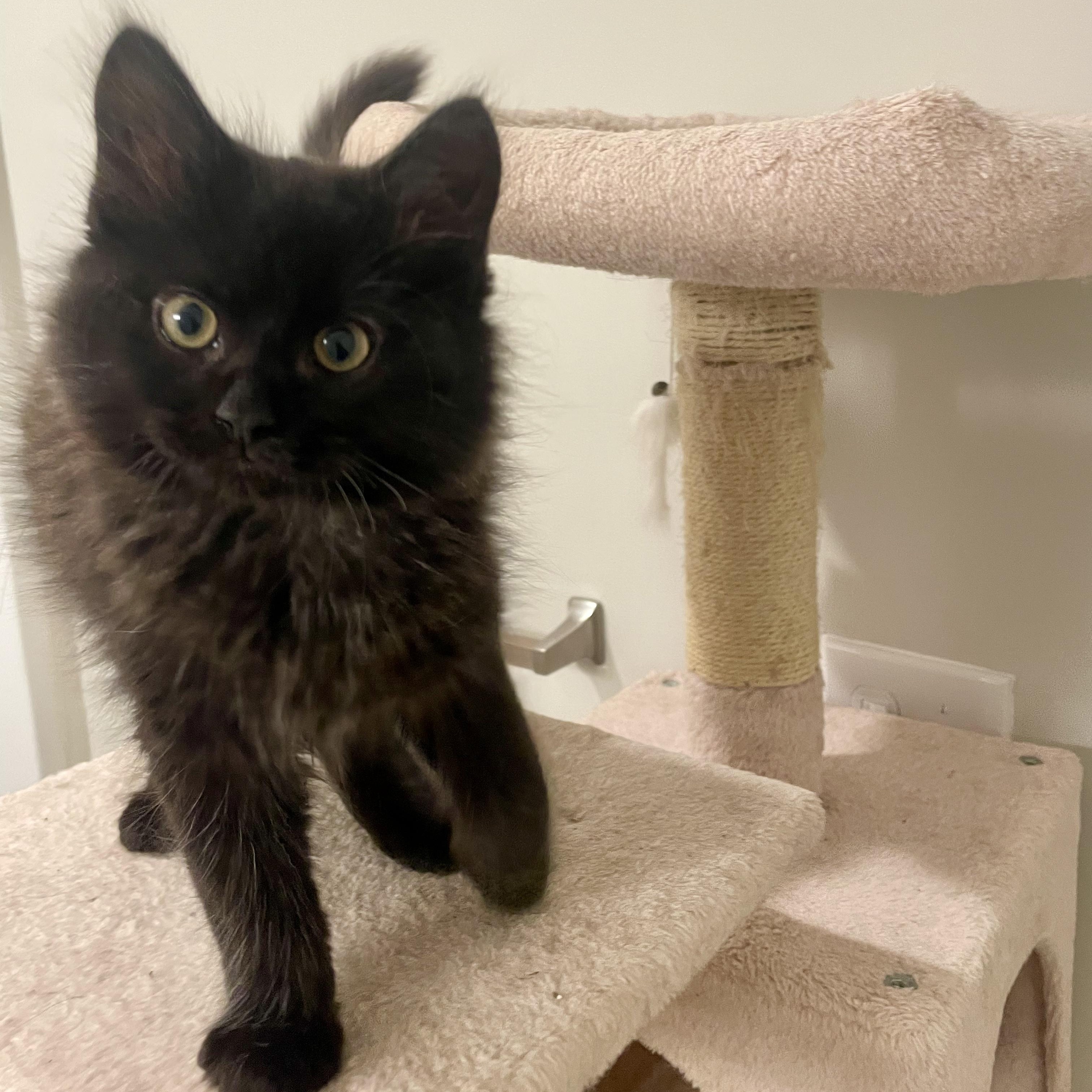 Enlarge Desear, an adopted Domestic Medium Hair in Richmond, VA image 1/5