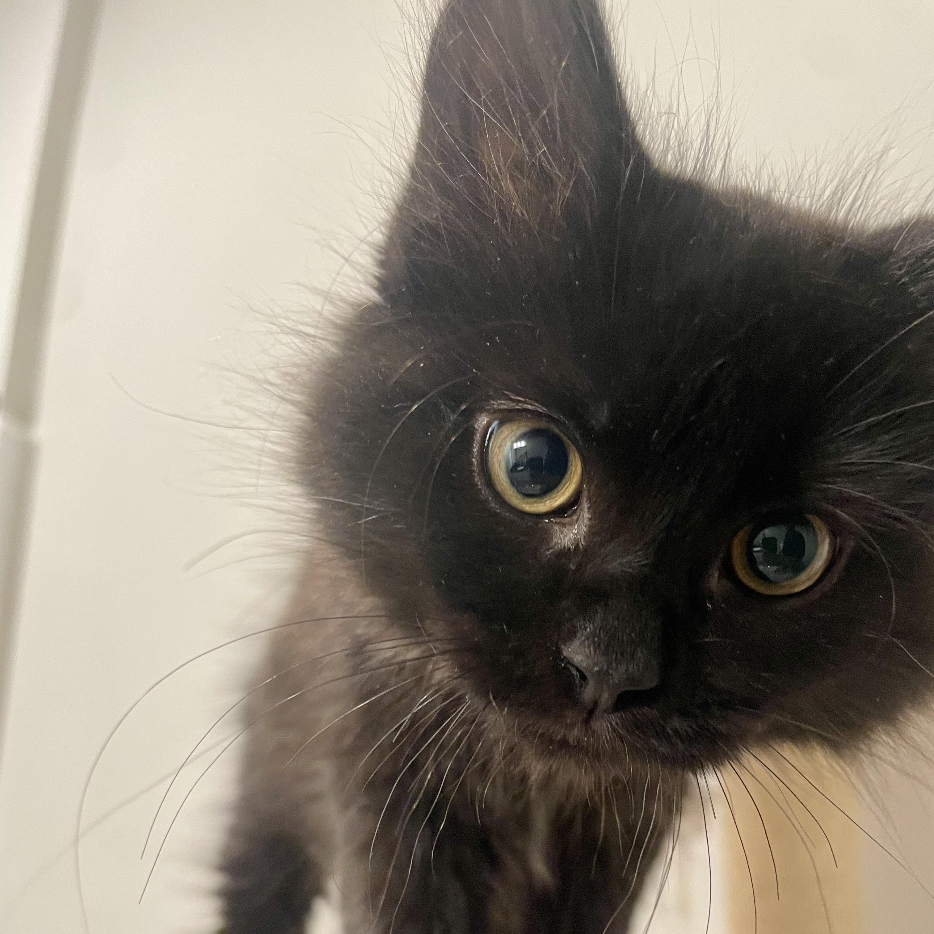 Enlarge Desear, an adopted Domestic Medium Hair in Richmond, VA image 2/5