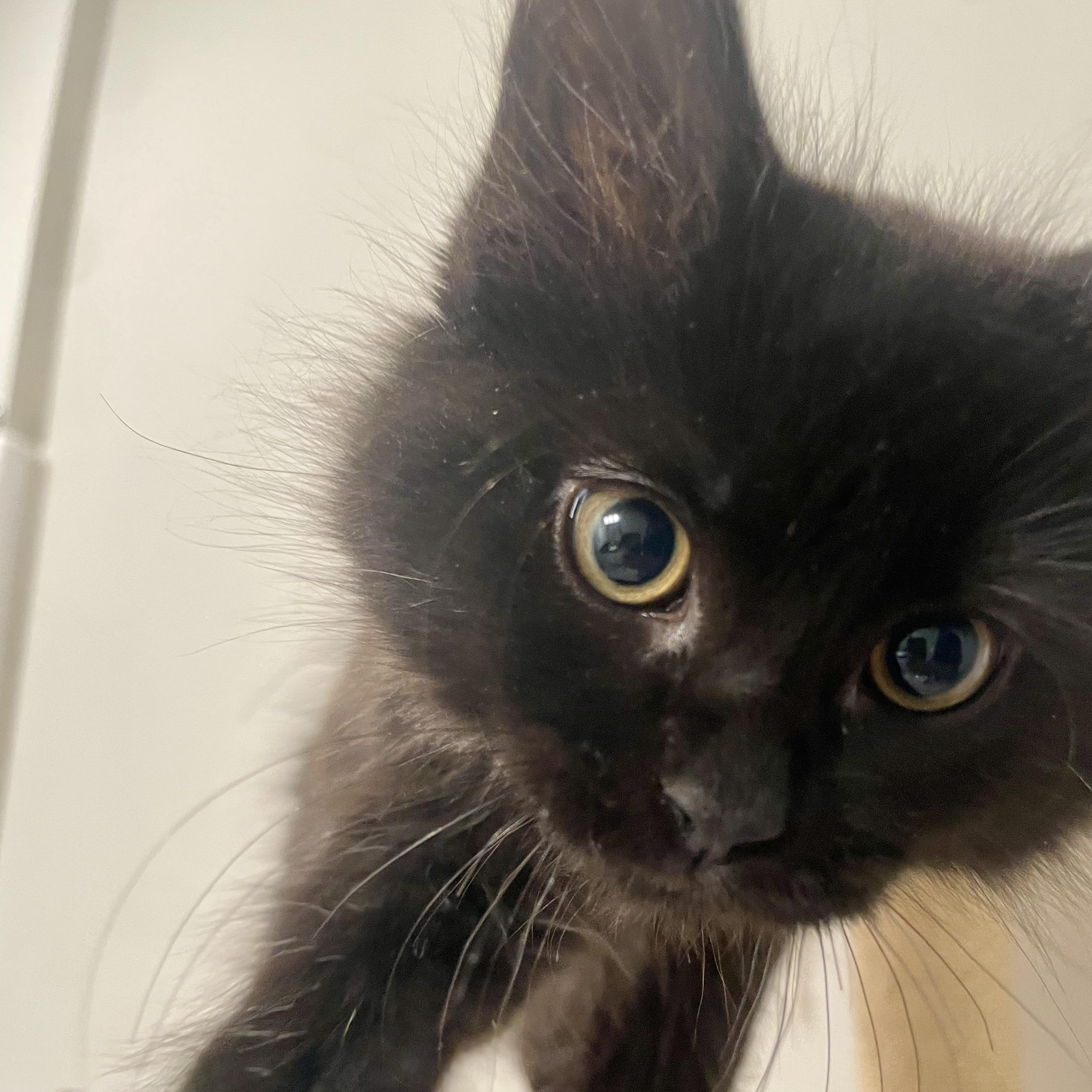 Enlarge Desear, an adopted Domestic Medium Hair in Richmond, VA image 3/5