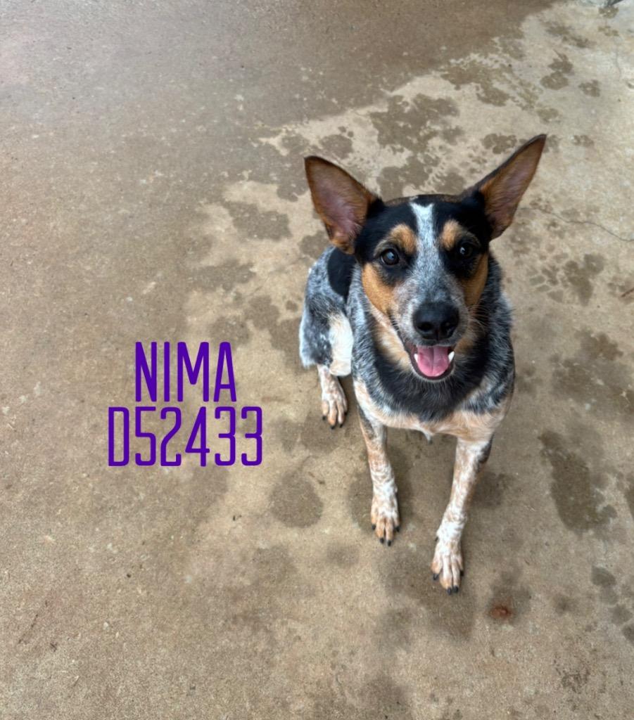 Enlarge Nima, a Adoptable Australian Cattle Dog / Blue Heeler in Clarksville, TN image 1/2