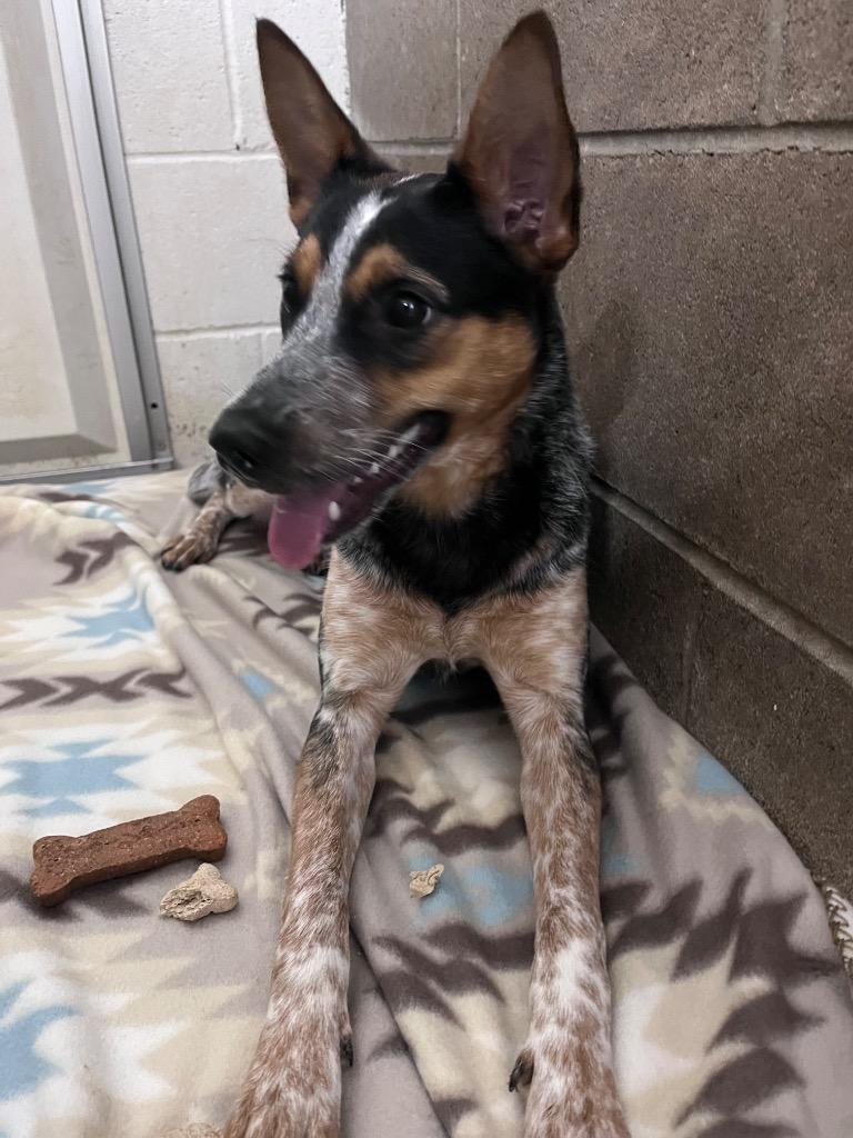 Enlarge Nima, a Adoptable Australian Cattle Dog / Blue Heeler in Clarksville, TN image 2/2
