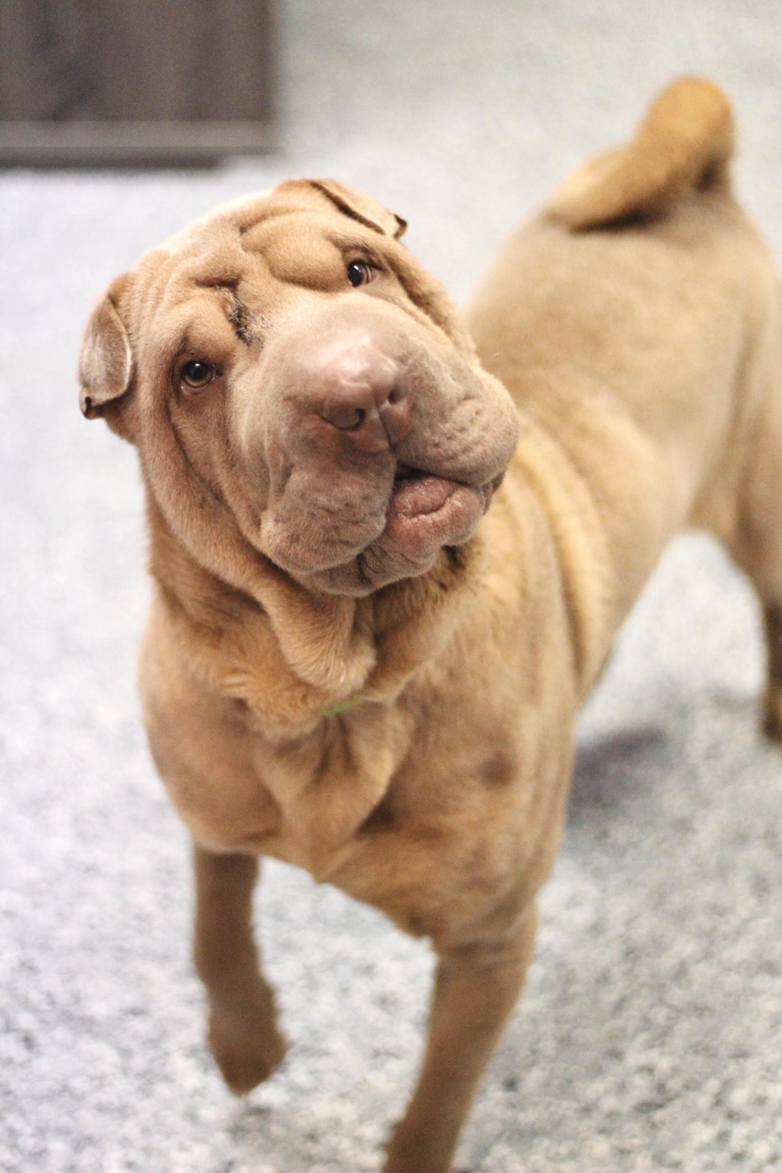 Pucker in NH! Come Meet our Adoptable Dogs Wednesday-Saturday. More info in Bio! , adopted, Young Male Shar-Pei.