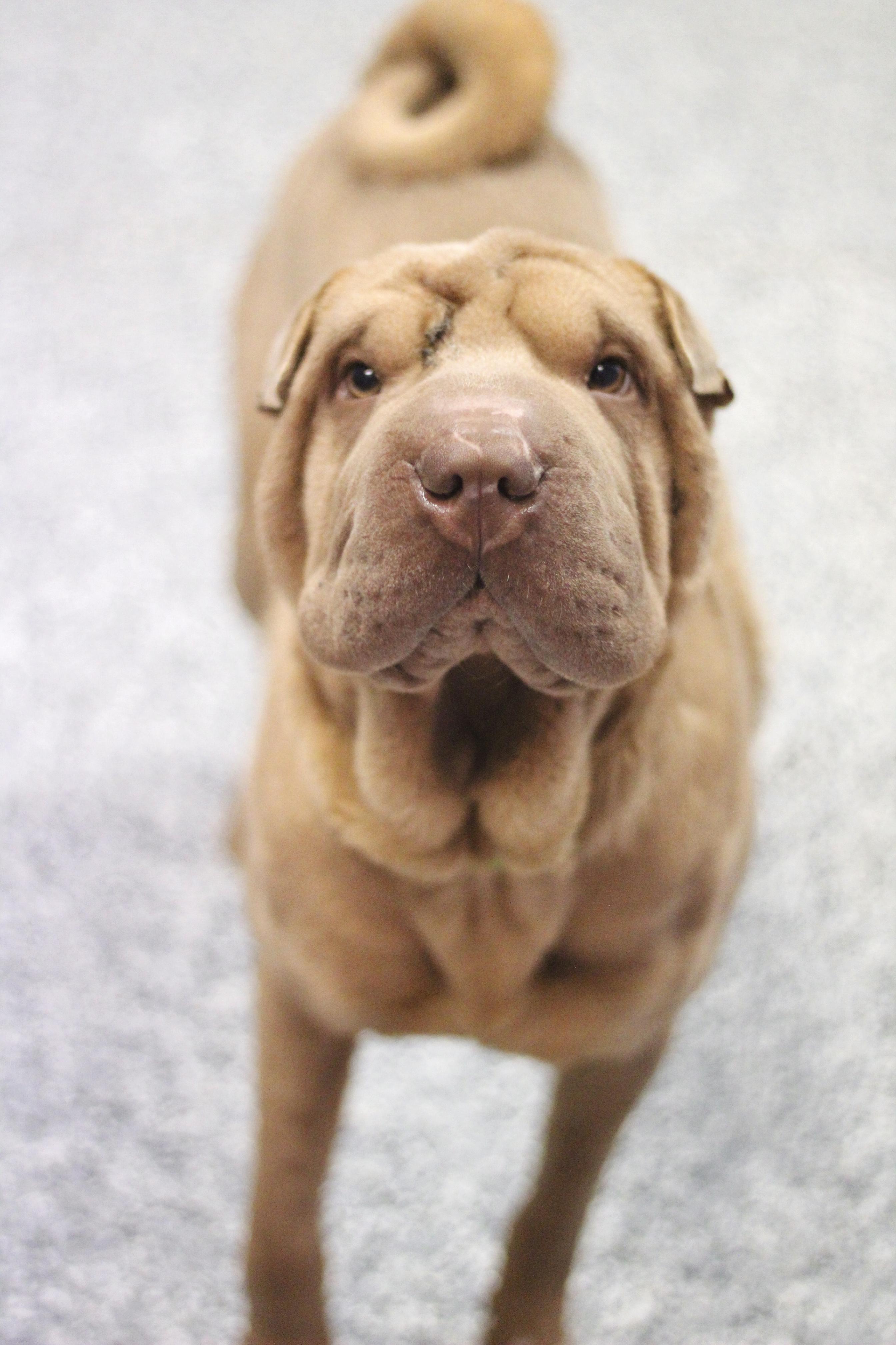 Enlarge Pucker in NH! Come Meet our Adoptable Dogs Wednesday-Saturday. More info in Bio! , an adopted mixed breed in Manchester, NH image 2/2