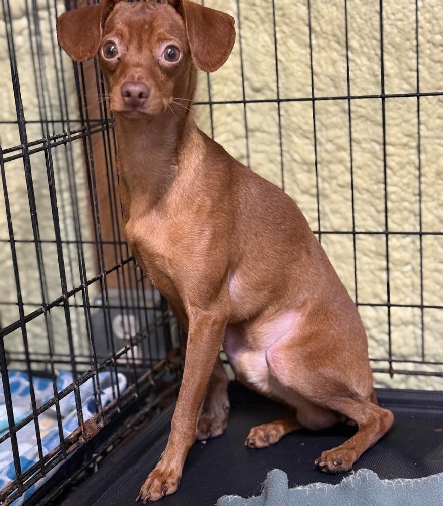 Enlarge Callaway, a Adoptable mixed breed in Muskegon, MI image 1/1