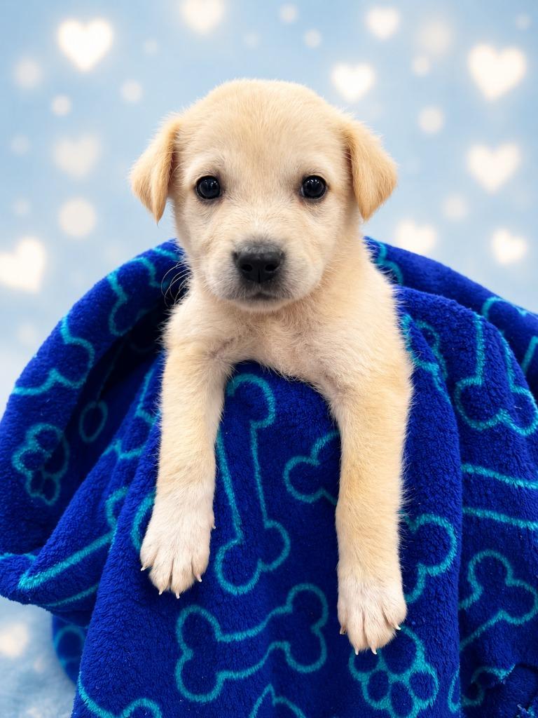 Hoover, Adoptable, Puppy Male Labrador Retriever.