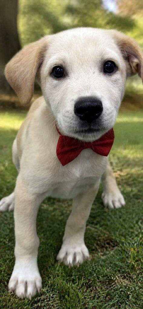 Hoover, a Adoptable Labrador Retriever in East Ridge, TN image 2/2