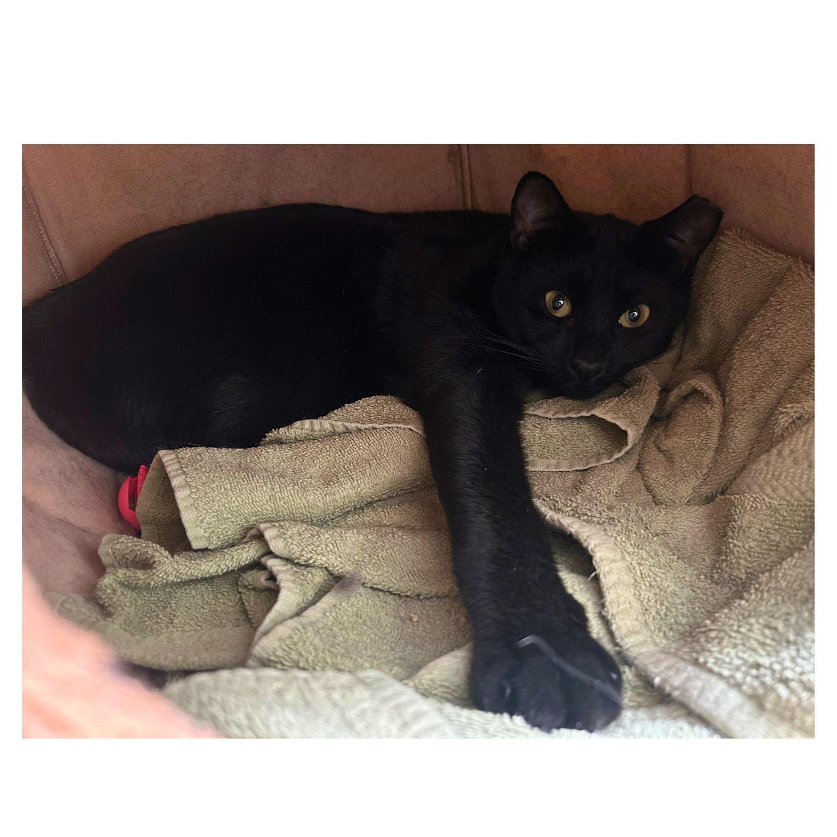 Enlarge Otter, a Adoptable Domestic Short Hair in Salisbury, MA image 3/6