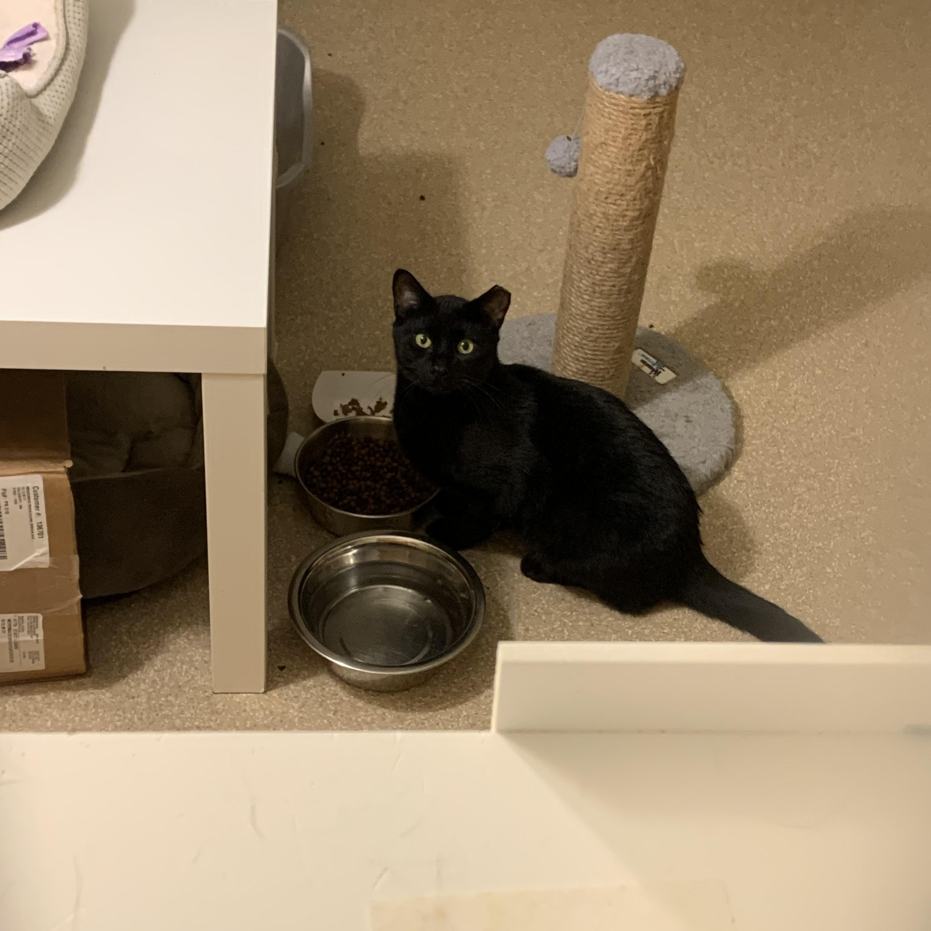 Enlarge Otter, a Adoptable Domestic Short Hair in Salisbury, MA image 1/3