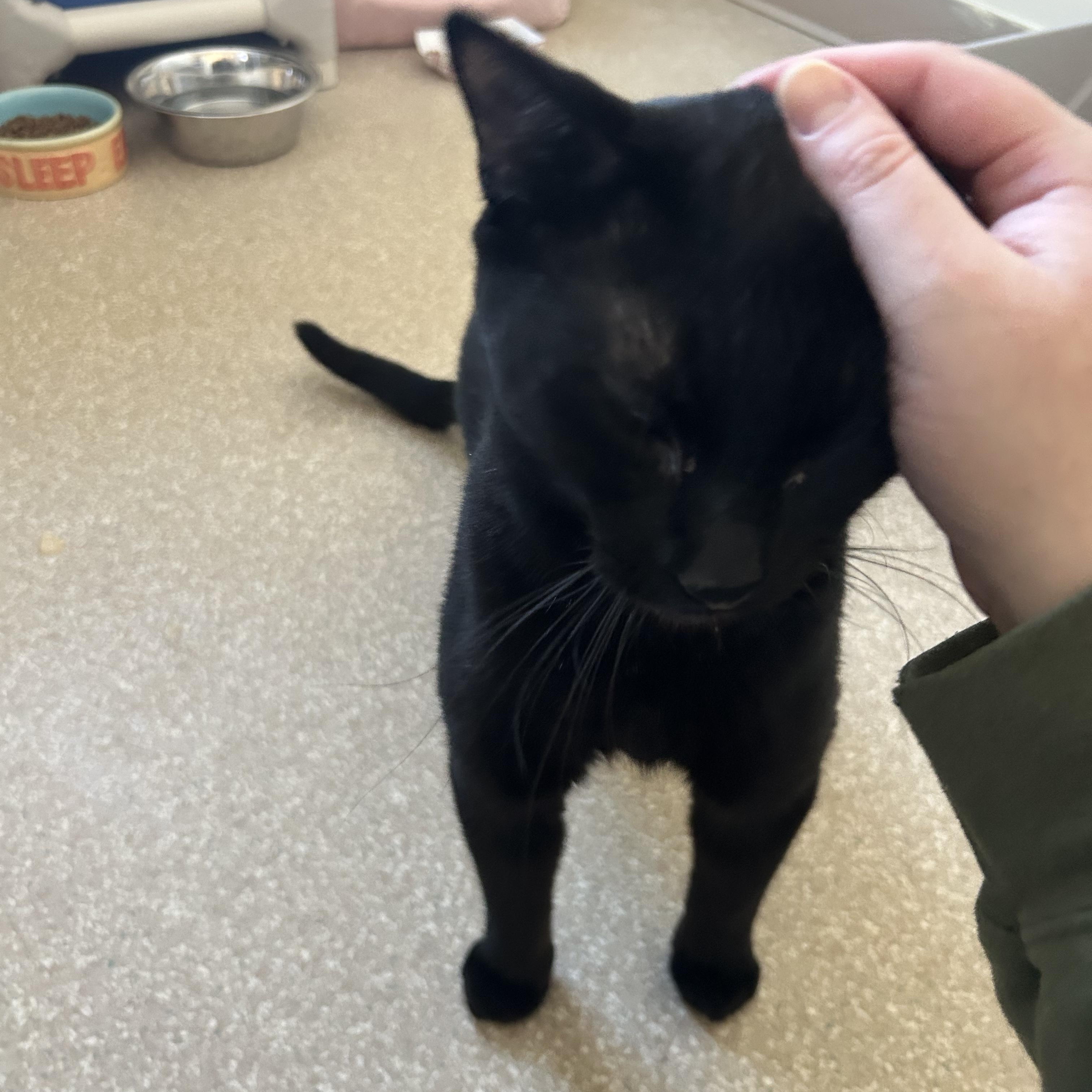 Enlarge Otter, an adopted Domestic Short Hair in Salisbury, MA image 3/6