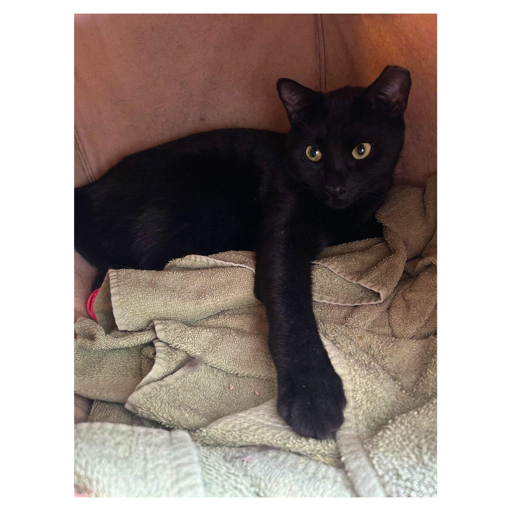 Enlarge Otter, a Adoptable Domestic Short Hair in Salisbury, MA image 2/6