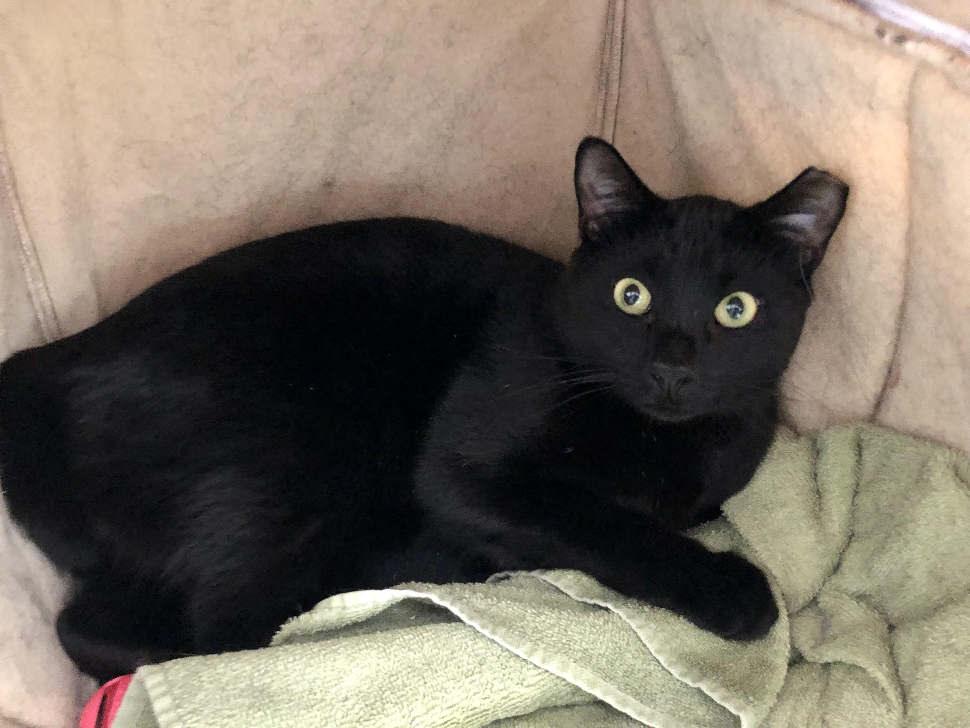 Enlarge Otter, a Adoptable Domestic Short Hair in Salisbury, MA image 4/6