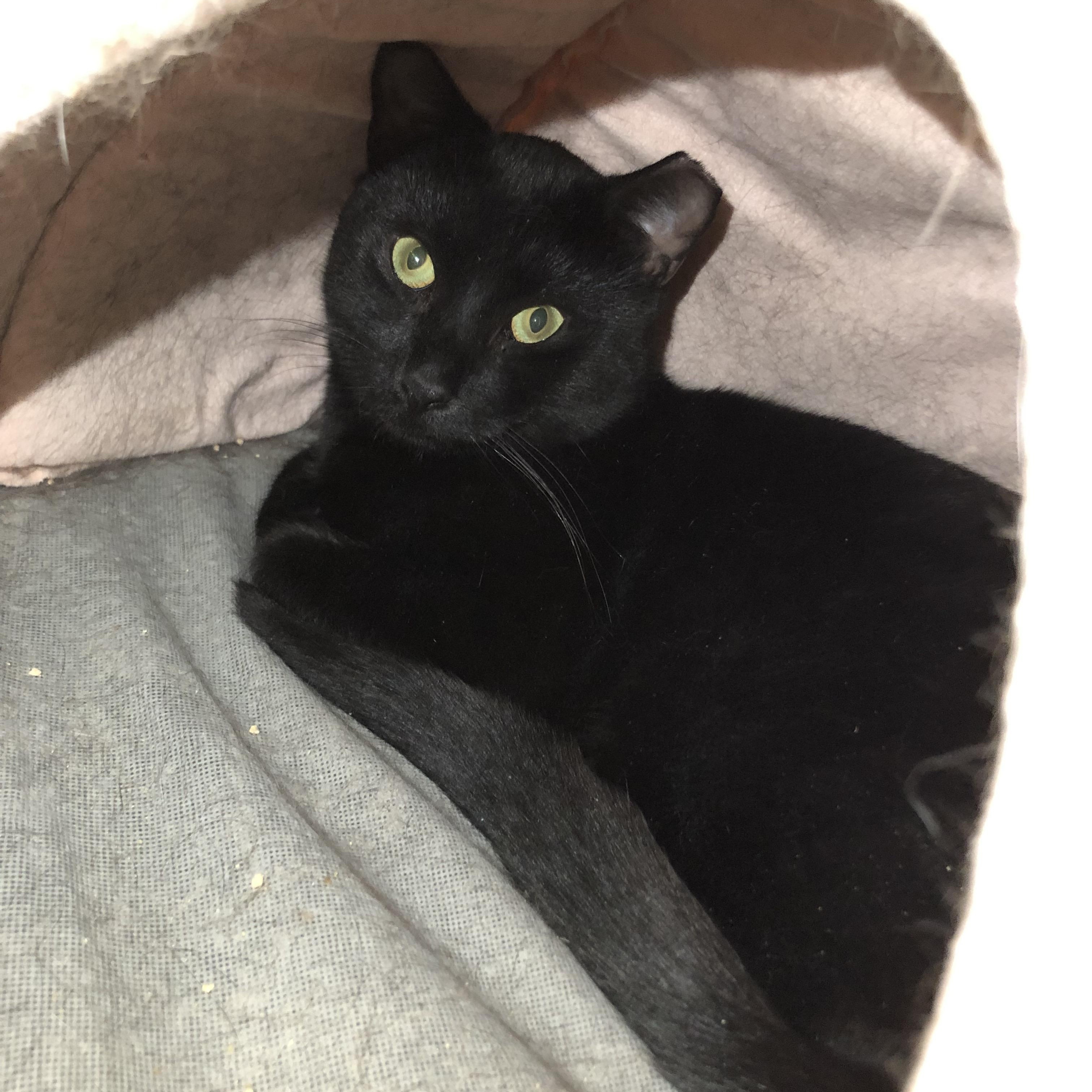 Enlarge Otter, a Adoptable Domestic Short Hair in Salisbury, MA image 3/3