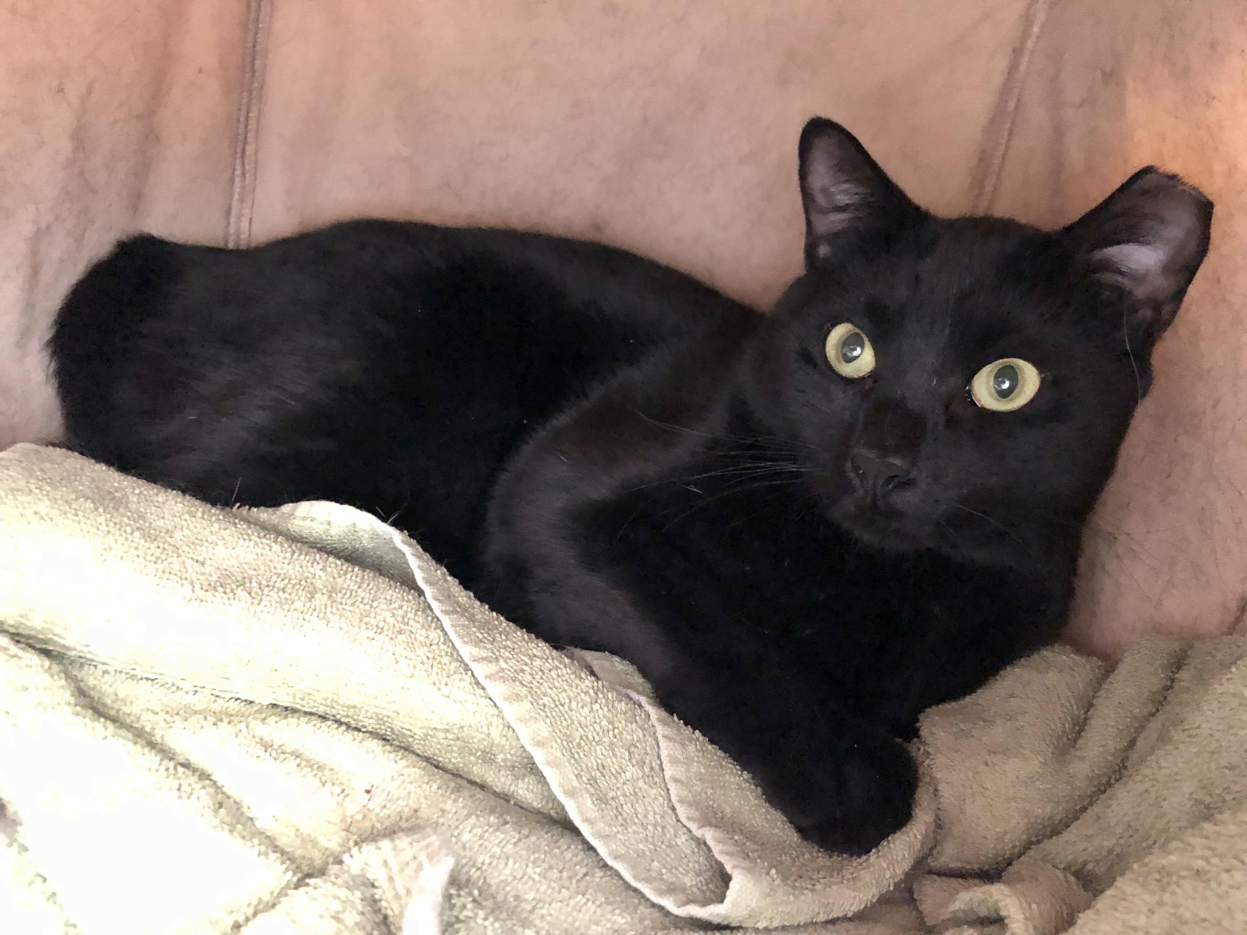 Enlarge Otter, a Adoptable Domestic Short Hair in Salisbury, MA image 1/6