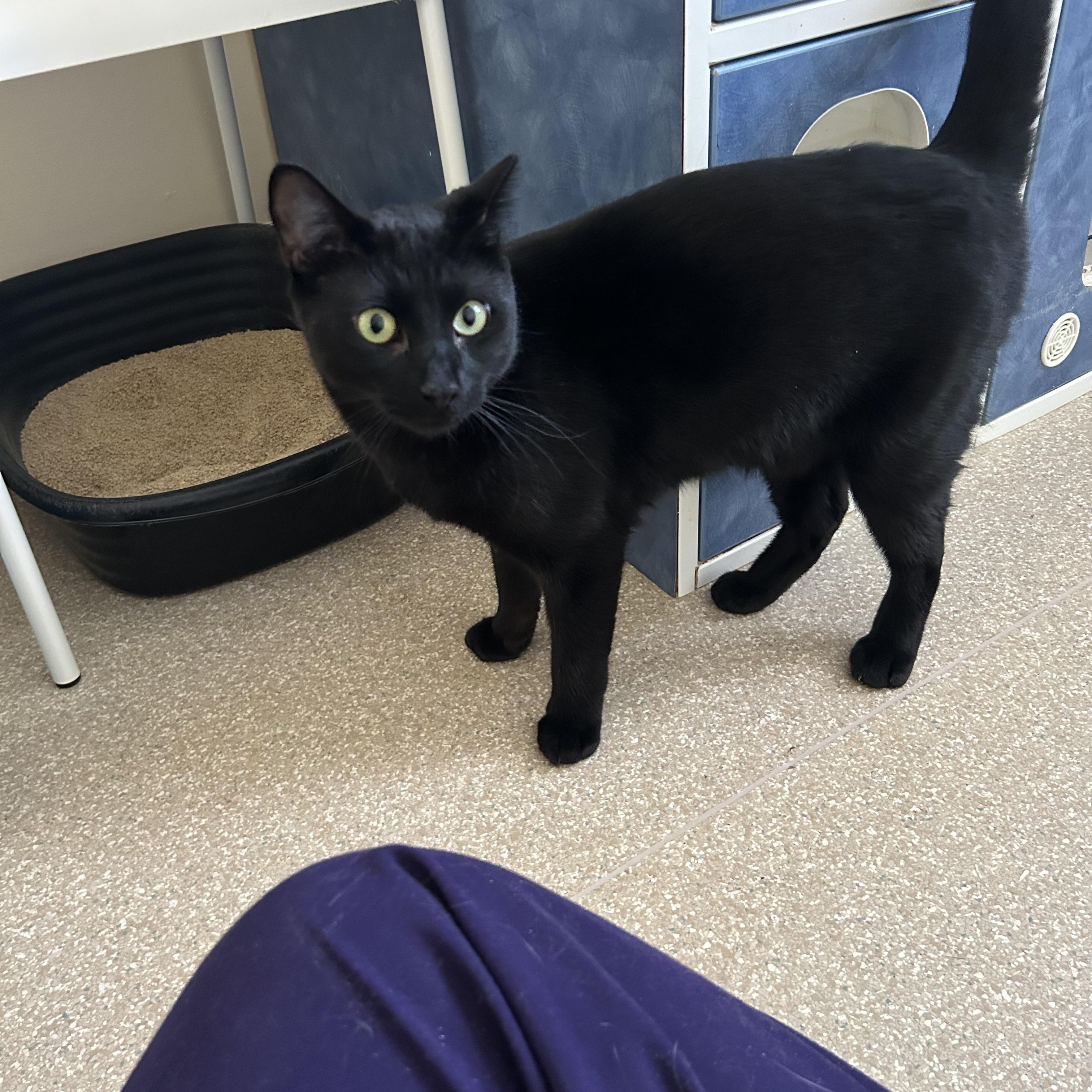 Enlarge Otter, an adopted Domestic Short Hair in Salisbury, MA image 1/6