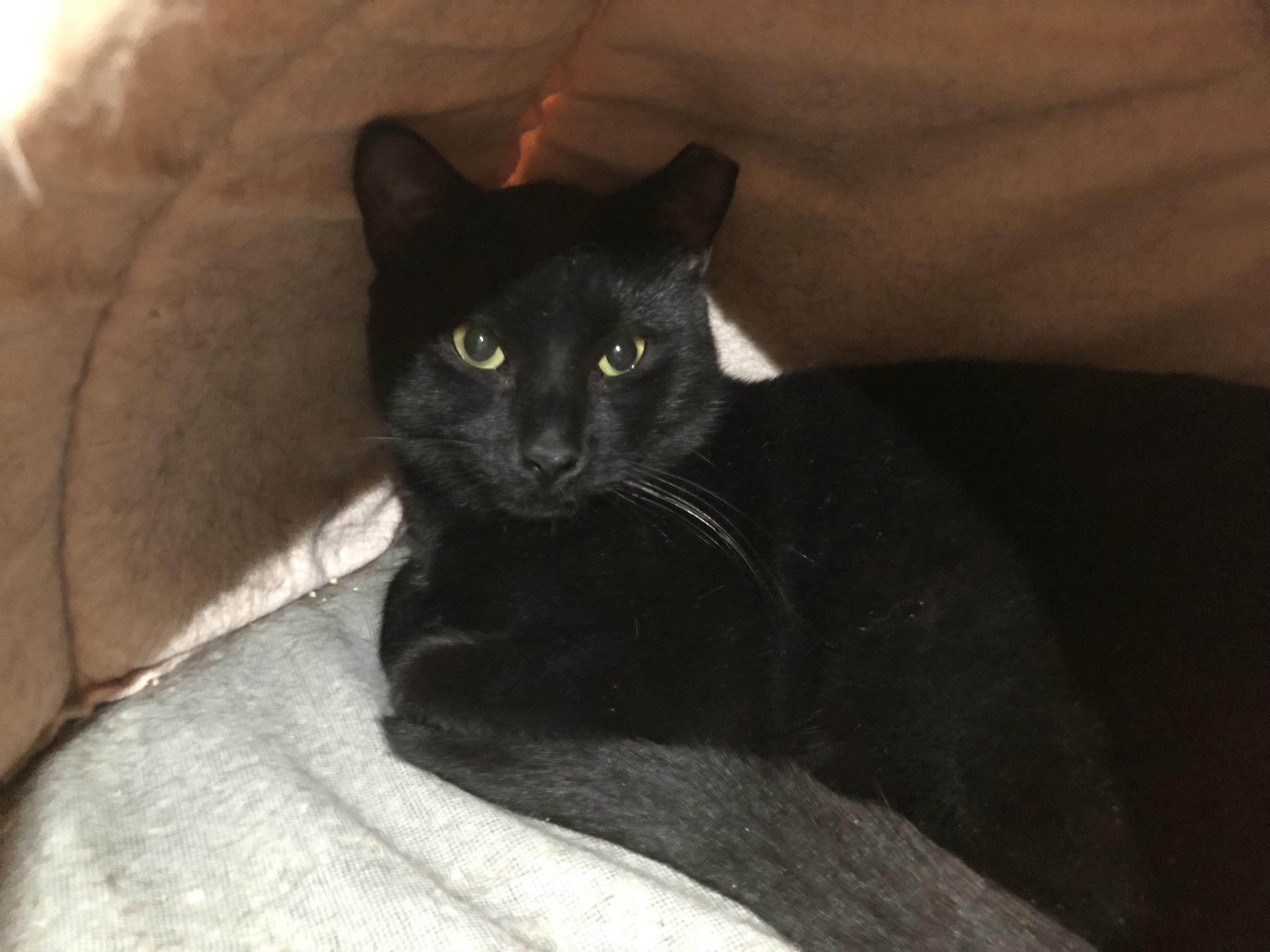 Enlarge Otter, a Adoptable Domestic Short Hair in Salisbury, MA image 2/3