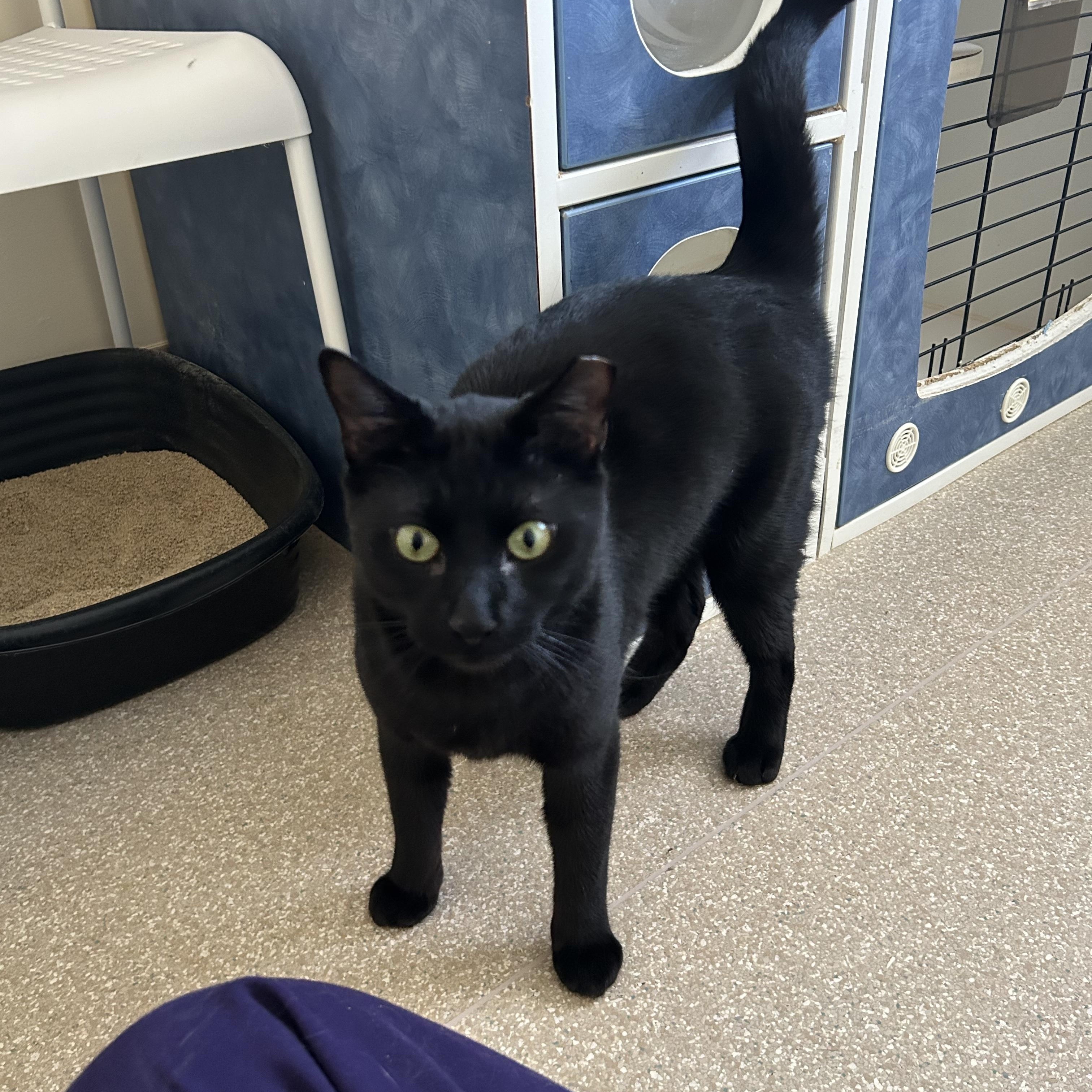 Enlarge Otter, an adopted Domestic Short Hair in Salisbury, MA image 4/6