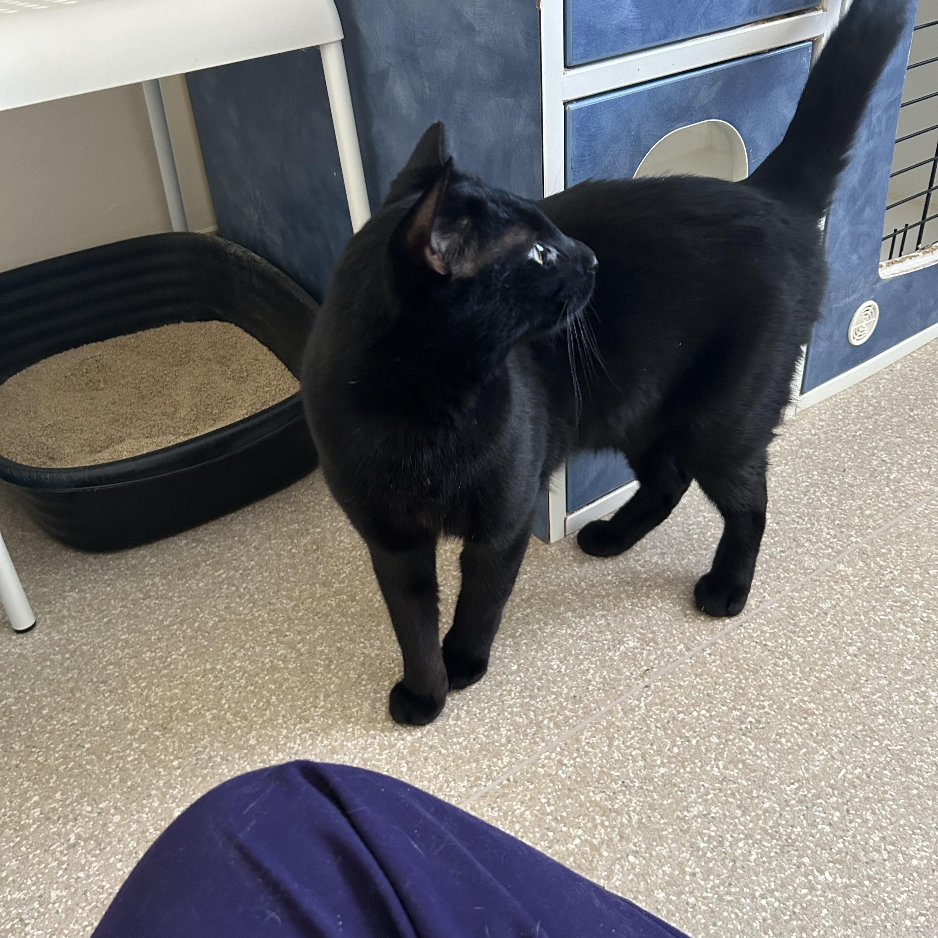 Enlarge Otter, an adopted Domestic Short Hair in Salisbury, MA image 5/6