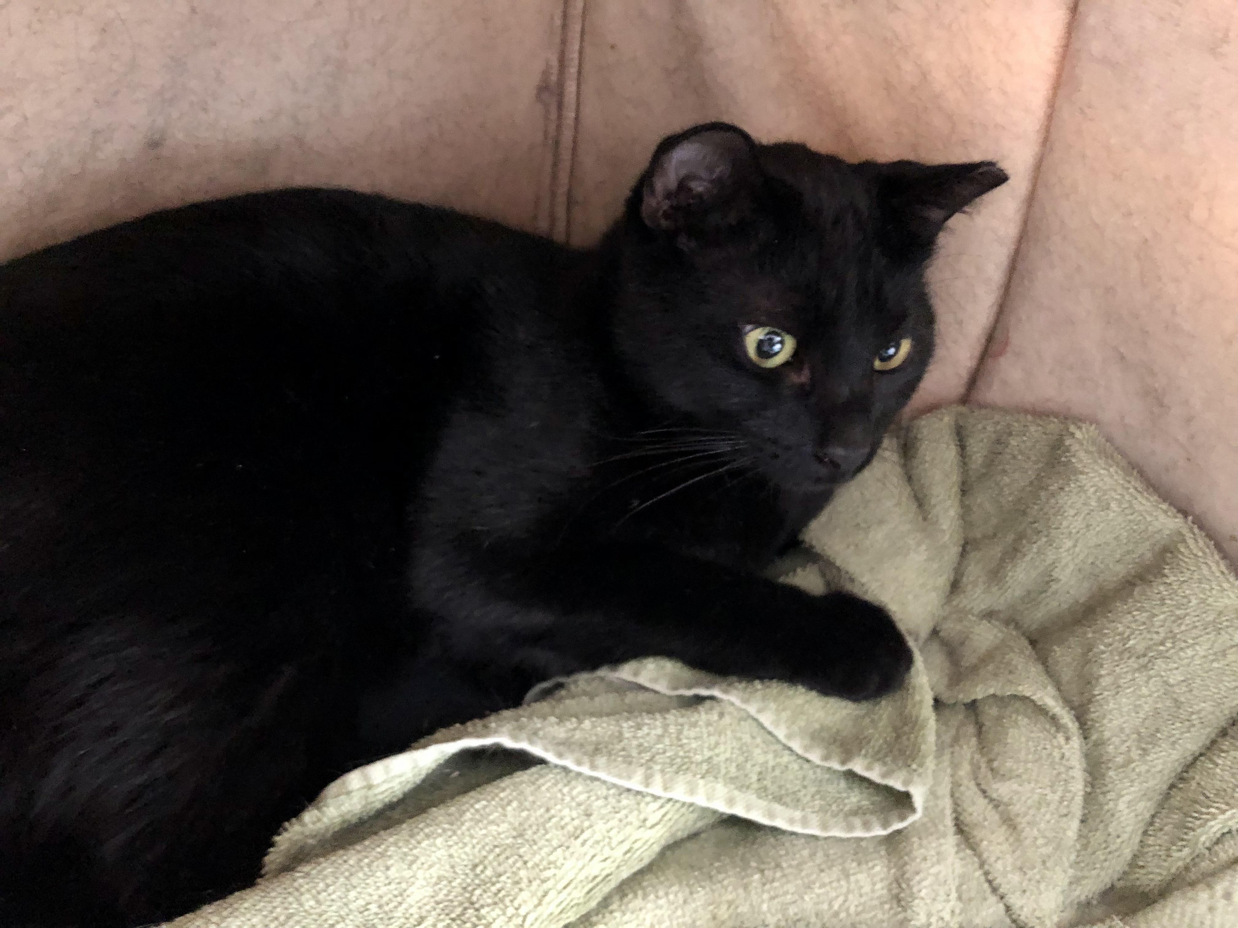 Enlarge Otter, a Adoptable Domestic Short Hair in Salisbury, MA image 5/6