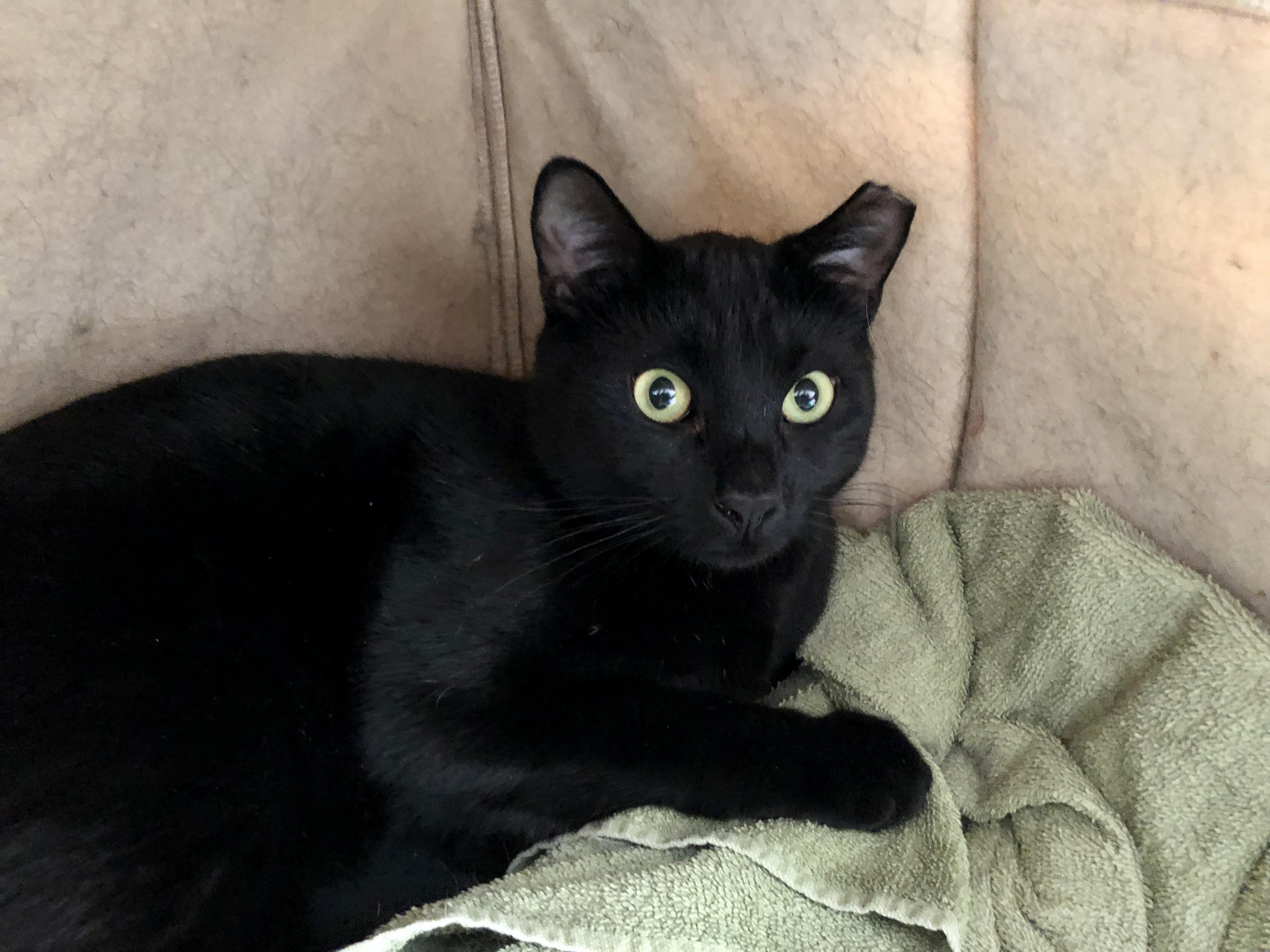 Enlarge Otter, a Adoptable Domestic Short Hair in Salisbury, MA image 6/6