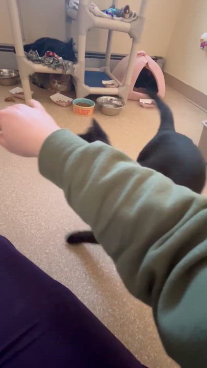 Enlarge Otter, an adopted Domestic Short Hair in Salisbury, MA video 2/6