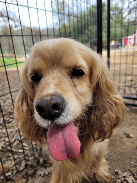 Manny, a Adopted Cocker Spaniel in Jamestown, CA image 1/5